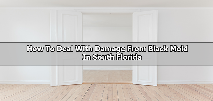 South Florida Black Mold Repair